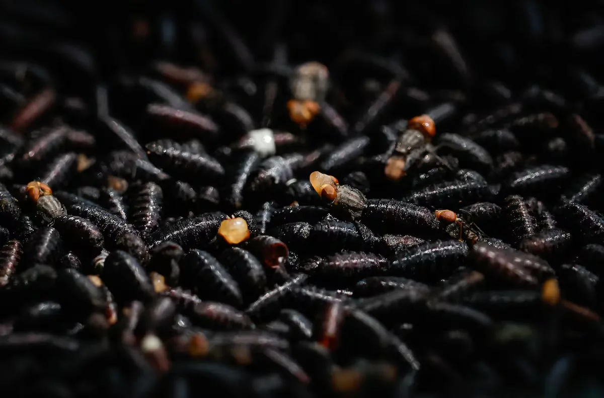 The screwworm reappears in Texas for the first time in 60 years and puts the livestock industry on alert