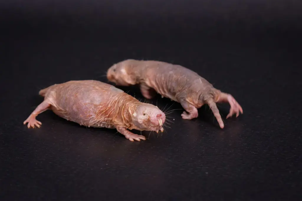 The mouse queen rules with her scent: they find the molecule that blocks fertility in other females