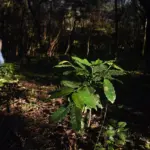 Northern Argentina seeks a place on the coffee map
