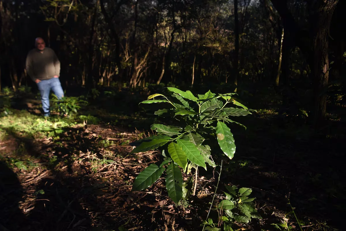 Northern Argentina seeks a place on the coffee map