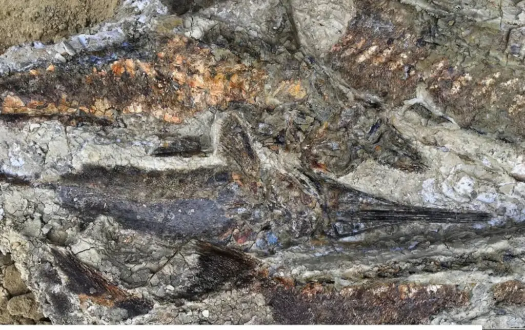 Did the dinosaurs scorch in a few hours? The meteorite created a dust layer that turned the planet into a grill