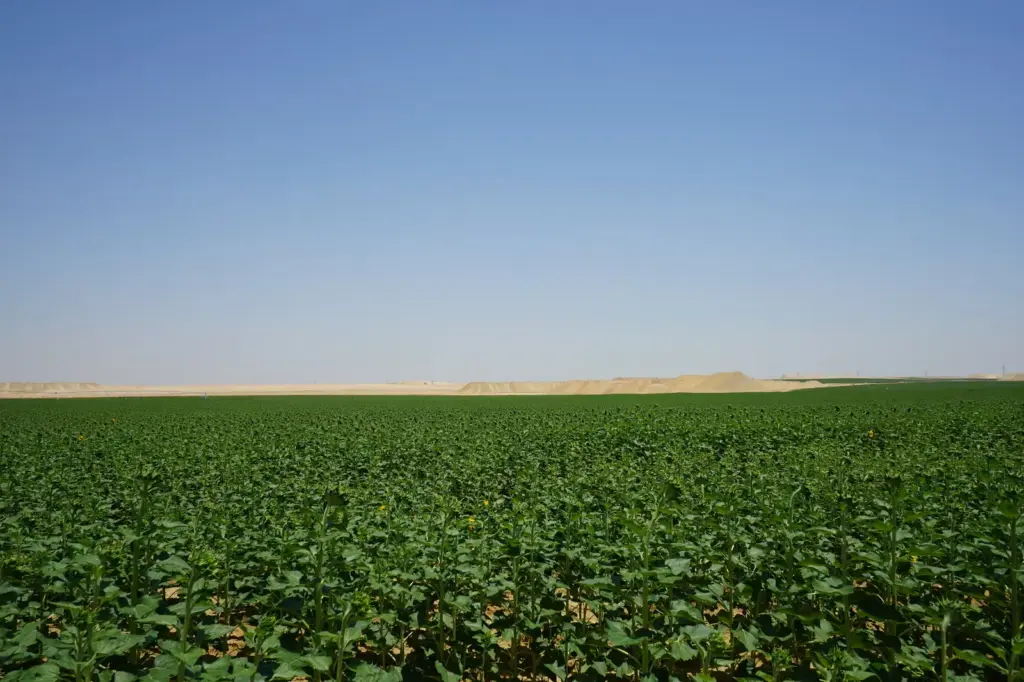 The New Delta: the conquest of the desert that is redefining Egypt's agriculture