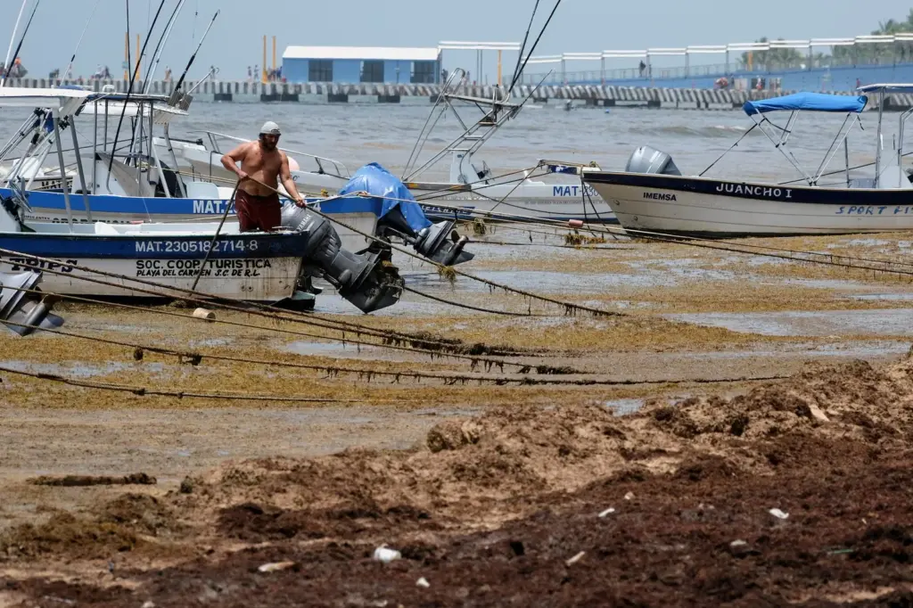 The plan against sargassum to save the beaches of Quintana Roo
