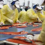 Kast's government seeks to save salmon, cherries, and wine from US tariffs