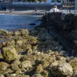 Operation Limpet: 40 specimens of an endangered mollusc moved to expand Malaga's most emblematic beach