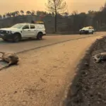 Fire, rage and overwhelmed firefighters in the Iruelas Valley (Ávila): “It was a column of black smoke as if tires were burning”