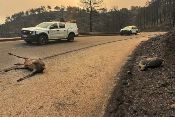 Fire, rage and overwhelmed firefighters in the Iruelas Valley (Ávila): “It was a column of black smoke as if tires were burning”