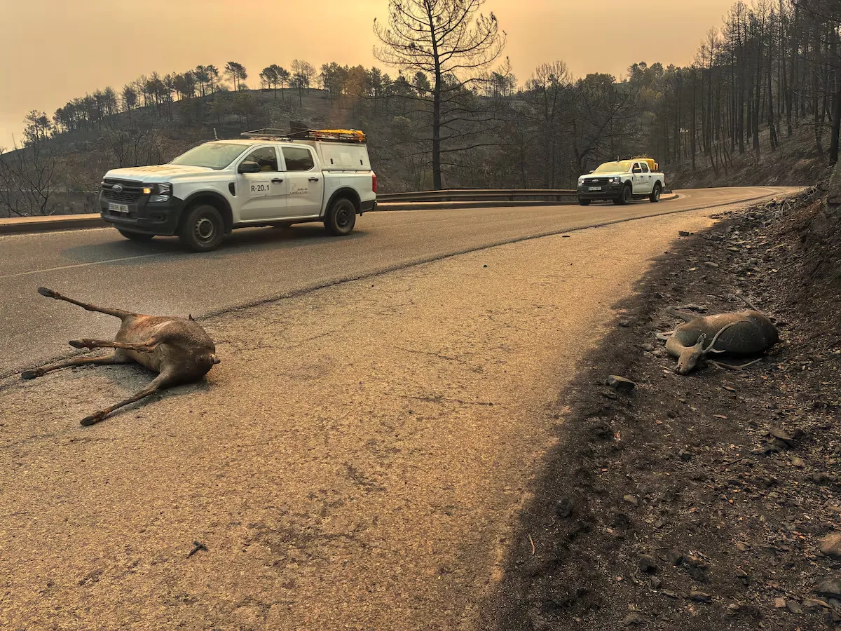 Fire, rage and overwhelmed firefighters in the Iruelas Valley (Ávila): “It was a column of black smoke as if tires were burning”