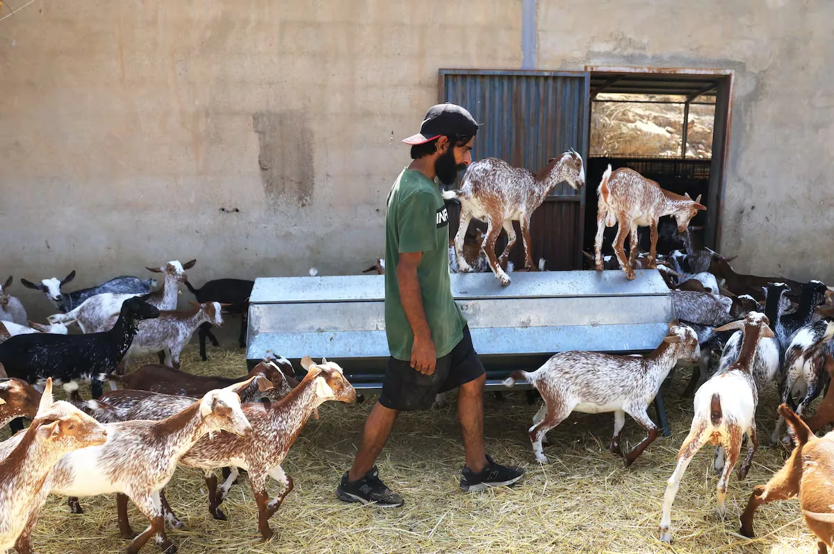 Waheed, the last shepherd of Bédar: “I risked my life for my animals”
