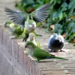 The Madrid City Council acknowledges that it shot 1,191 parakeets and has captured 17,143, but environmentalists do not believe their data