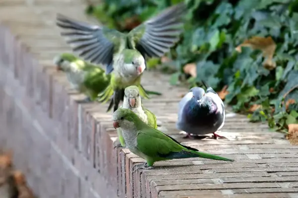 The Madrid City Council acknowledges that it shot 1,191 parakeets and has captured 17,143, but environmentalists do not believe their data