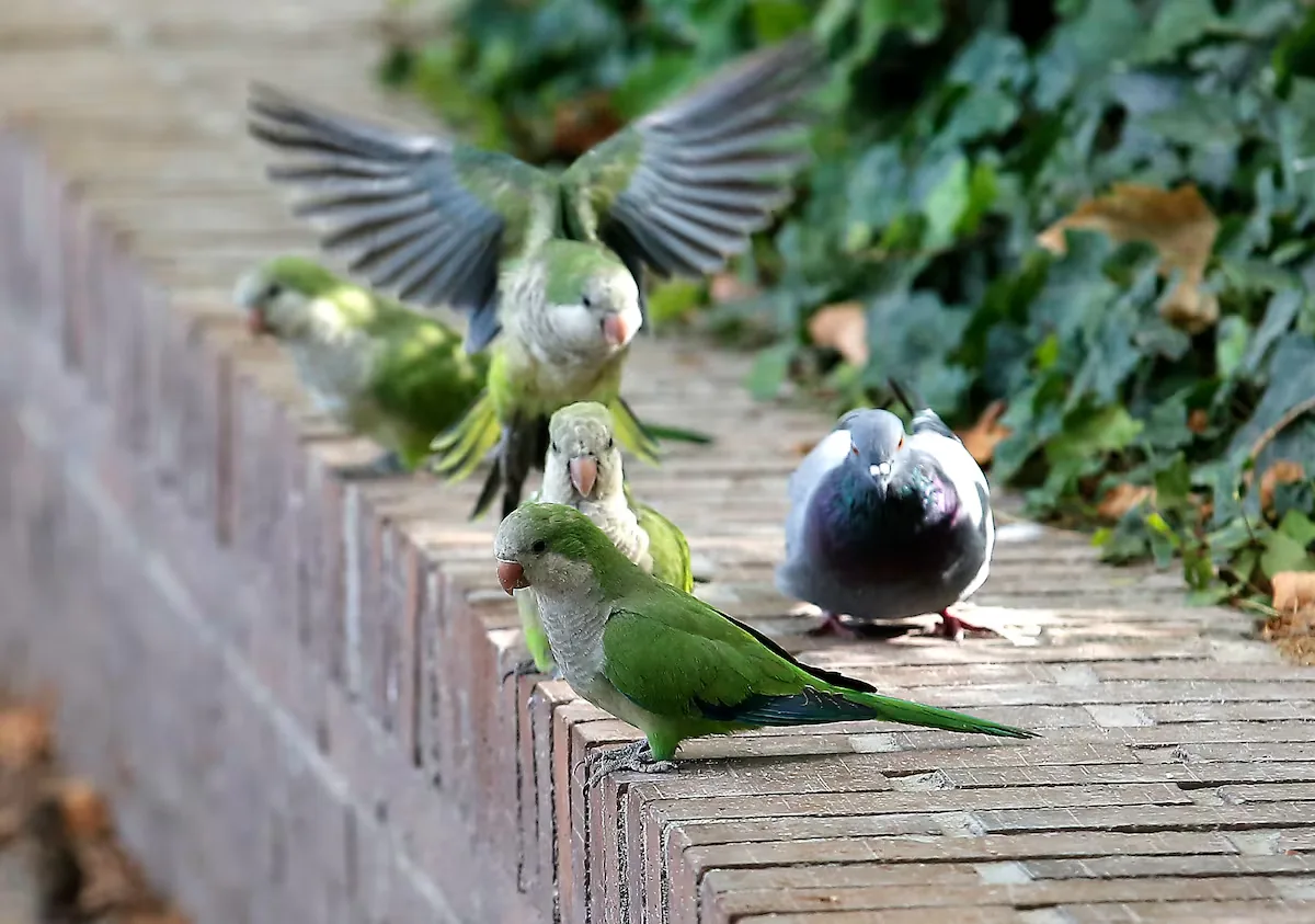 The Madrid City Council acknowledges that it shot 1,191 parakeets and has captured 17,143, but environmentalists do not believe their data