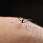 The secret weapon with which mosquitoes are winning the war against humans: bypassing insecticides