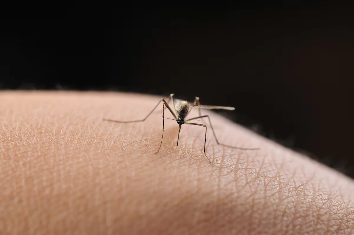The secret weapon with which mosquitoes are winning the war against humans: bypassing insecticides