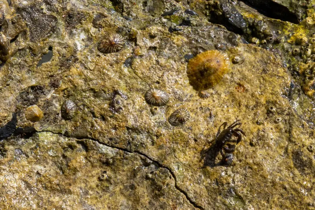 Operation Limpet: 40 specimens of an endangered mollusc moved to expand Malaga's most emblematic beach