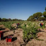 The disaster in the warehouses spans from the Tiétar Valley (south of Gredos) to El Escorial