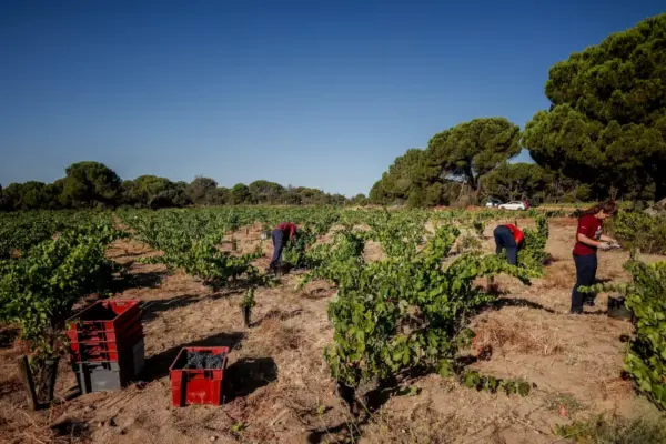 The disaster in the warehouses spans from the Tiétar Valley (south of Gredos) to El Escorial