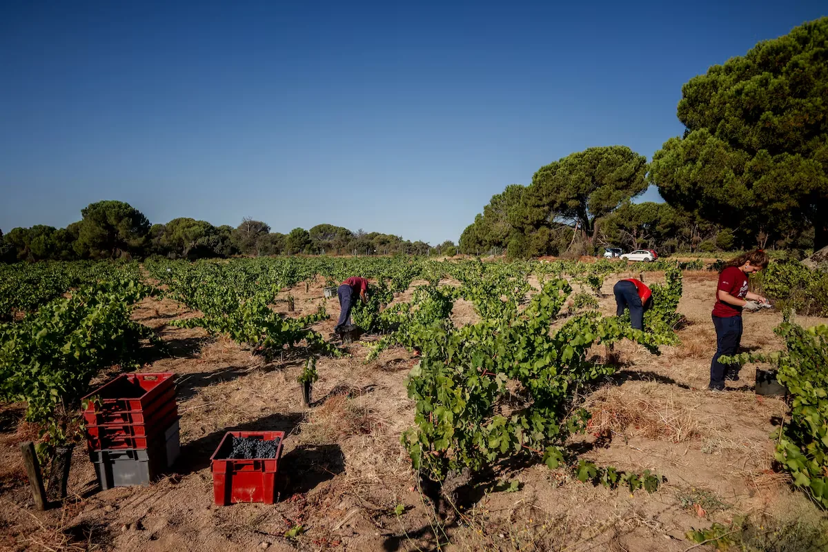 The disaster in the warehouses spans from the Tiétar Valley (south of Gredos) to El Escorial