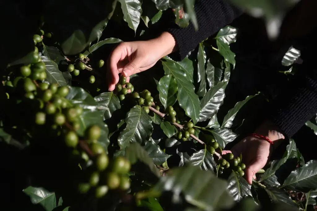 Northern Argentina seeks a place on the coffee map