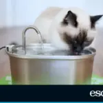 Five levels of filtration and always fresh water: the water fountain that keeps your cat hydrated