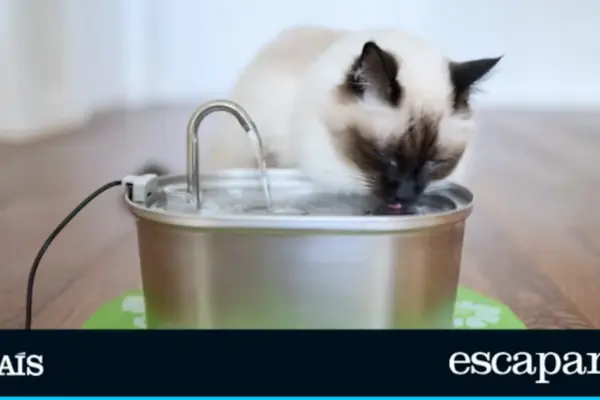 Five levels of filtration and always fresh water: the water fountain that keeps your cat hydrated