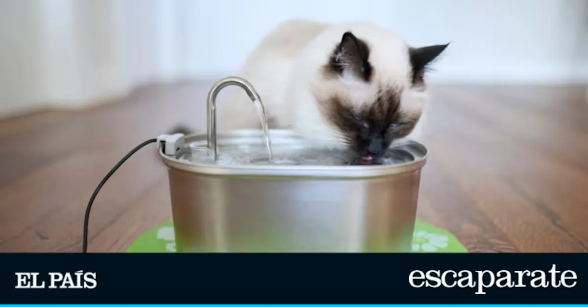 Five levels of filtration and always fresh water: the water fountain that keeps your cat hydrated
