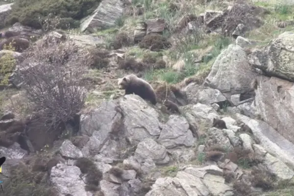 Filmed for the first time two female bears with six cubs in the Aran Valley