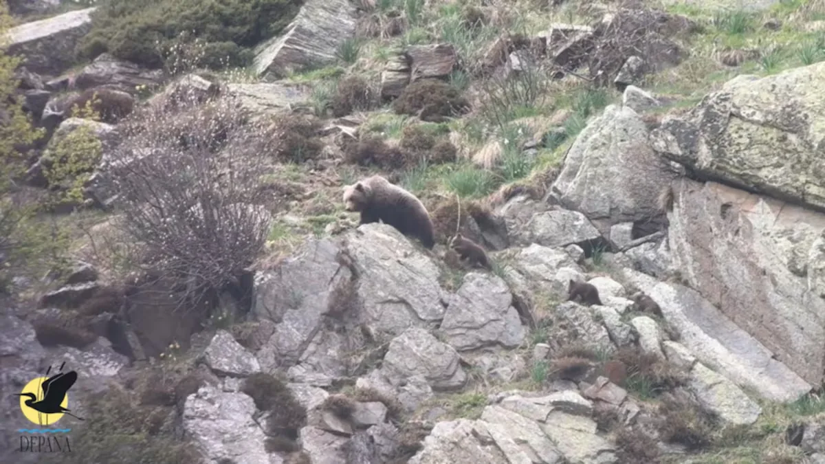 Filmed for the first time two female bears with six cubs in the Aran Valley