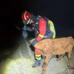 300,000 kilos of fodder to supply livestock farms in the Madrid fires