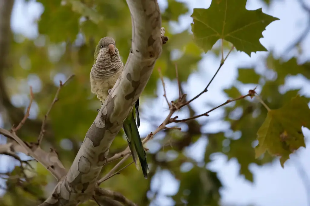 The Madrid City Council acknowledges that it shot 1,191 parakeets and has captured 17,143, but environmentalists do not believe their data