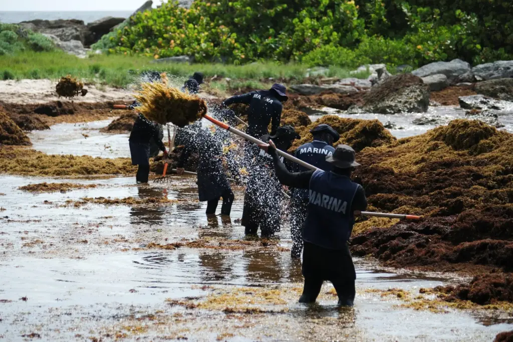 The plan against sargassum to save the beaches of Quintana Roo