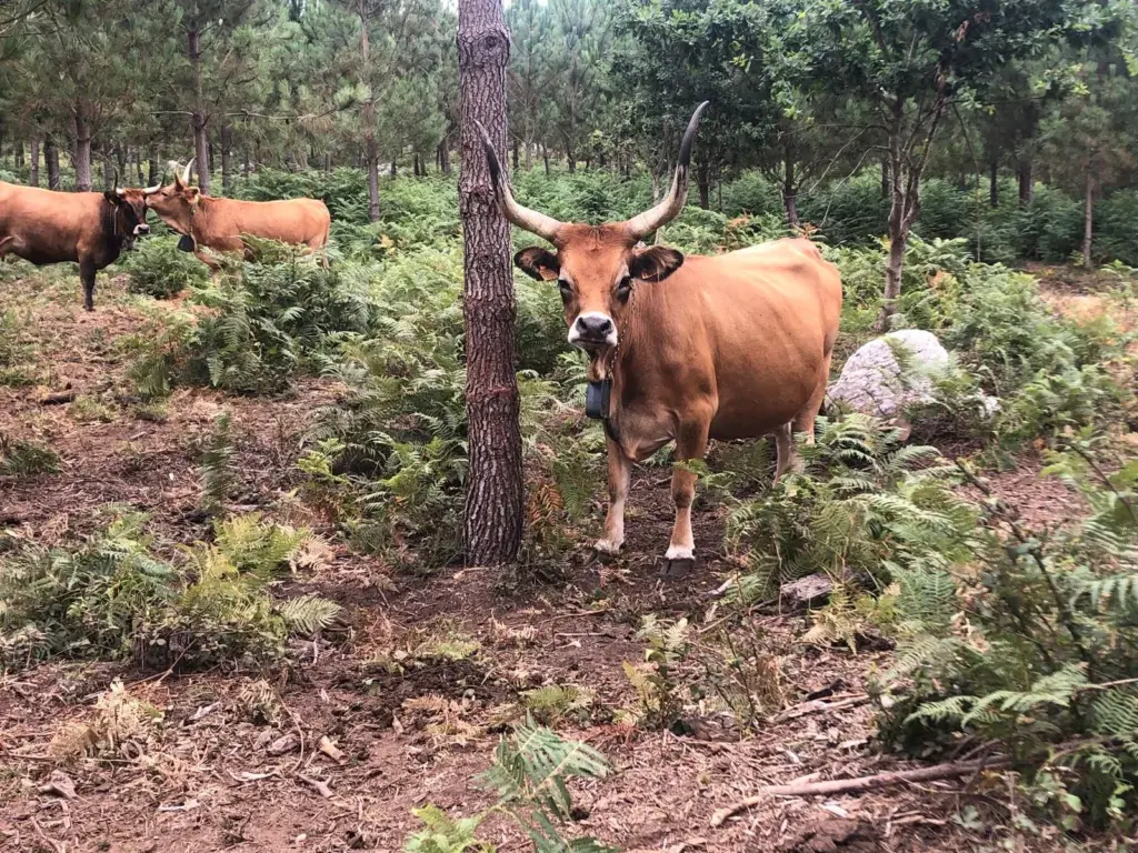 Vacas-cabra, olivares cortafuegos o pastorear los incendios: así es el paisaje antillamas