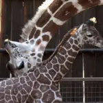 The death of a giraffe and 11 other animals exposes the management of the León zoo