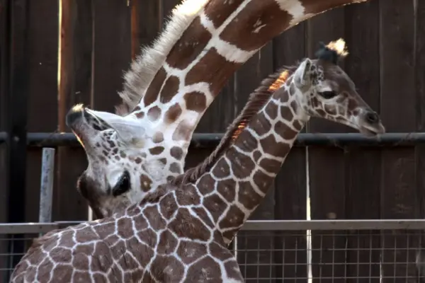 The death of a giraffe and 11 other animals exposes the management of the León zoo
