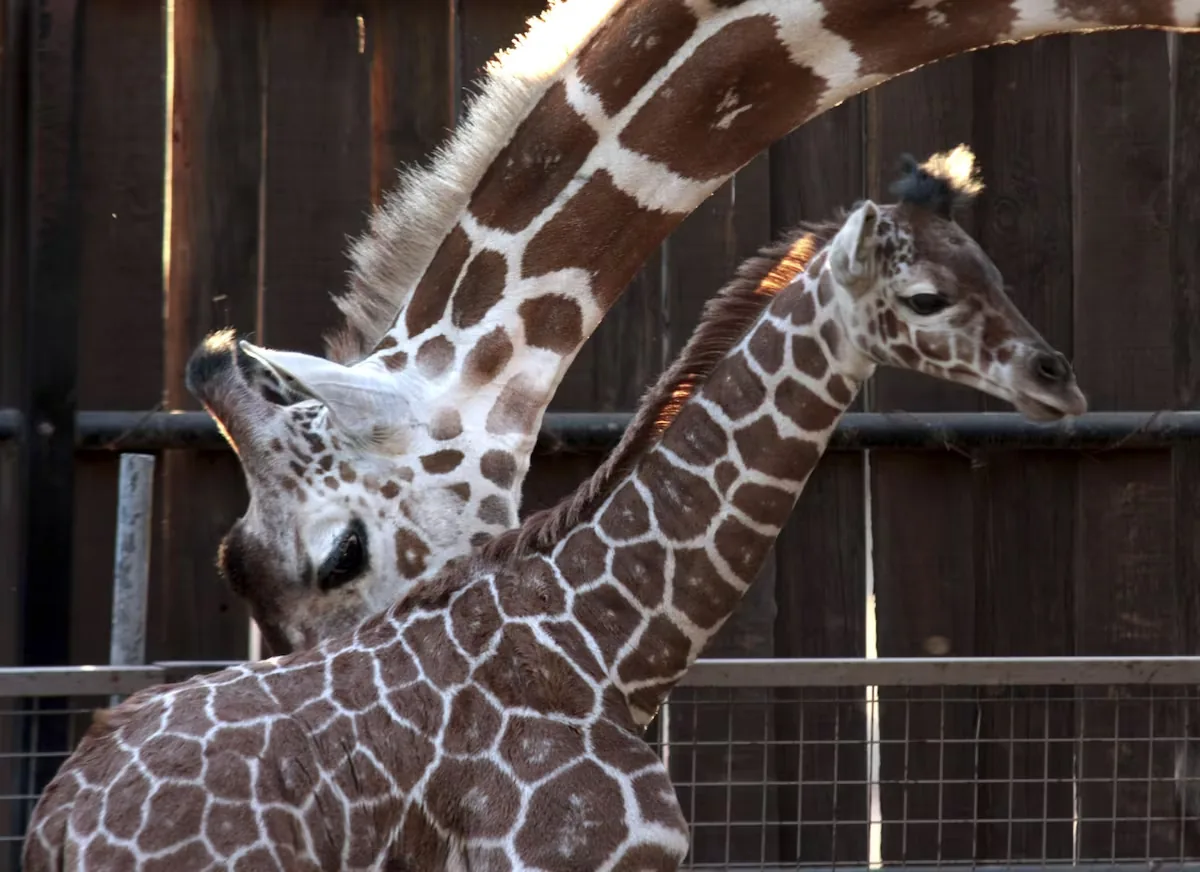 The death of a giraffe and 11 other animals exposes the management of the León zoo