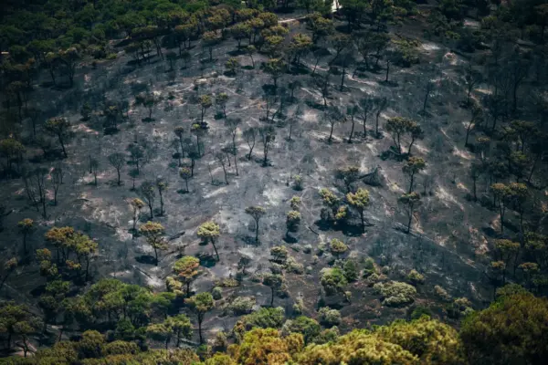 Unprecedented heat waves and the change in our relationship with the countryside: the cocktail behind the wildfires ravaging Spain