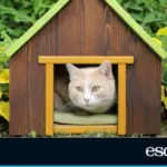 Durable and cozy: six cat houses ideal for patios, gardens, and terraces