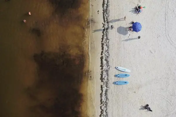 The plan against sargassum to save the beaches of Quintana Roo