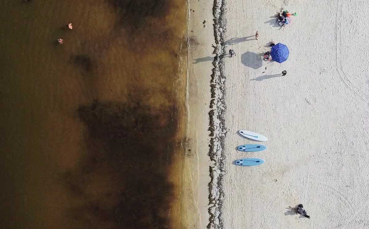 The plan against sargassum to save the beaches of Quintana Roo