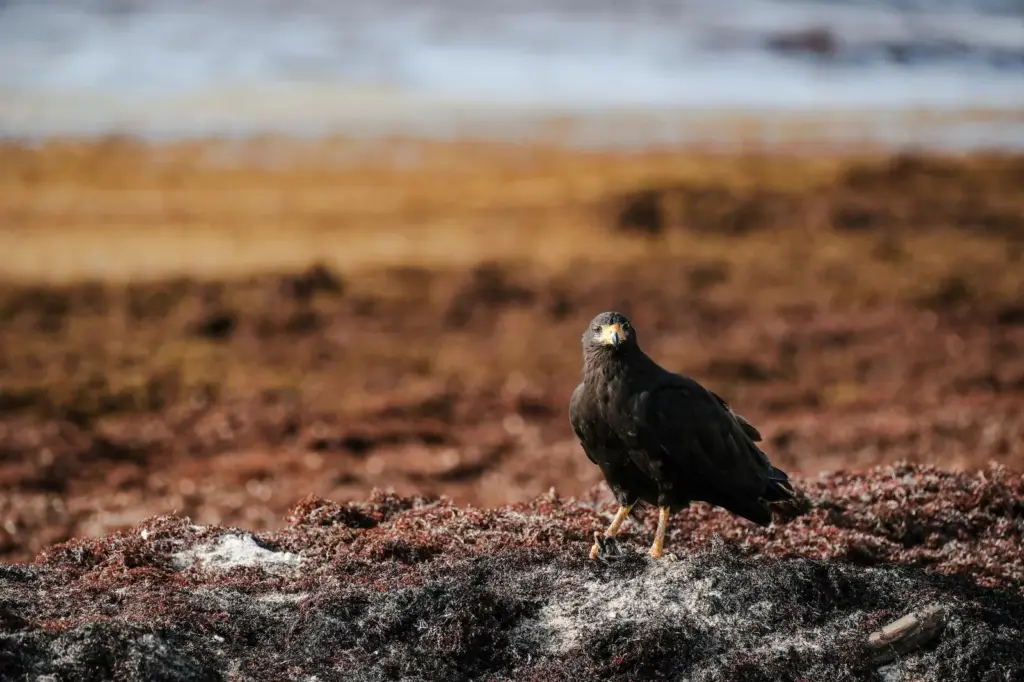 The plan against sargassum to save the beaches of Quintana Roo