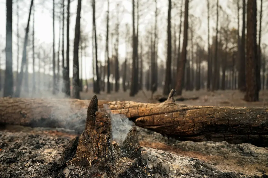 El incendio forestal de Guadalajara, en imágenes