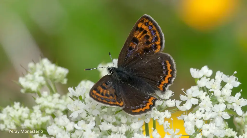 Mediterranean butterflies move to the Basque Country in search of the climate of the past