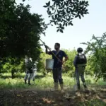 United States resumes avocado imports from Mexico after a week of suspended activities in Michoacán