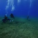 This is what a seagrass transplant looks like: Tenerife recovers its underwater lung with seeds cultivated in the laboratory