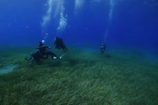 This is what a seagrass transplant looks like: Tenerife recovers its underwater lung with seeds cultivated in the laboratory