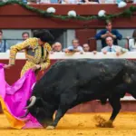 A bull and a rejoneo horse stand out in the second of San Sebastián