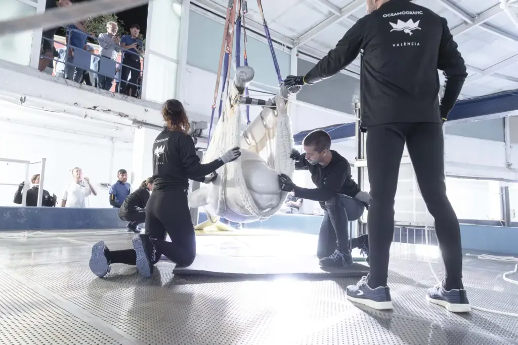 From Canada to Valencia on a seven-hour flight: the two belugas that were going to be sacrificed are already at the Oceanogràfic