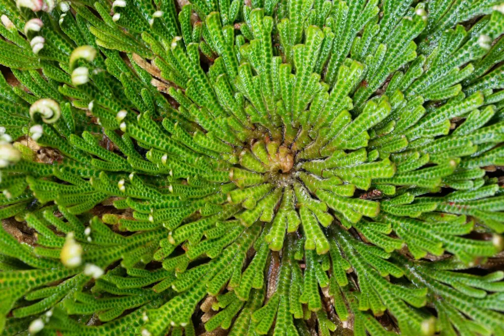 The “resurrection plant” of the desert paves the way to make vaccines without a fridge
