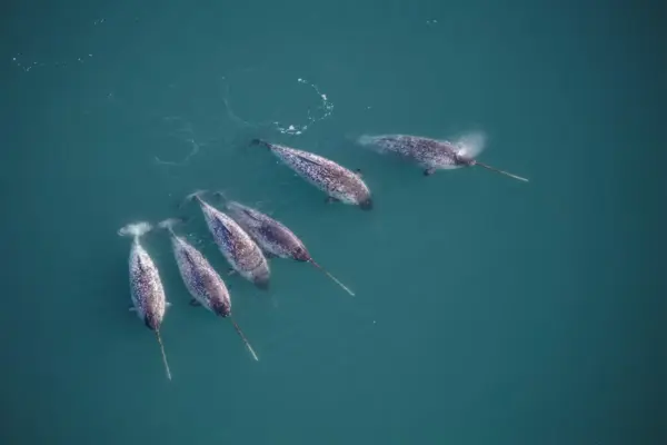 The narwhal tusk, a "mythological horn" that was thousands of years ahead of materials engineering