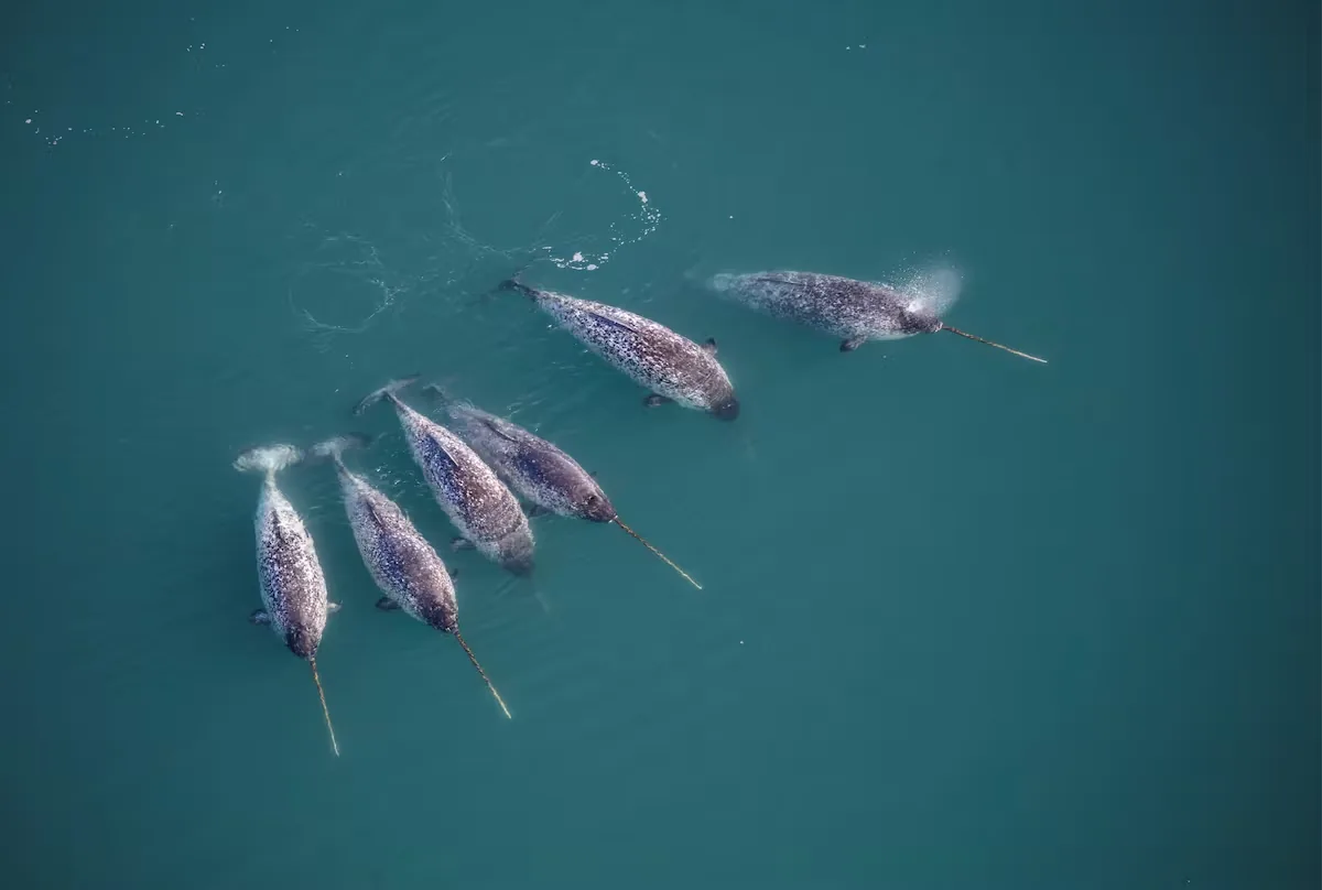 The narwhal tusk, a "mythological horn" that was thousands of years ahead of materials engineering